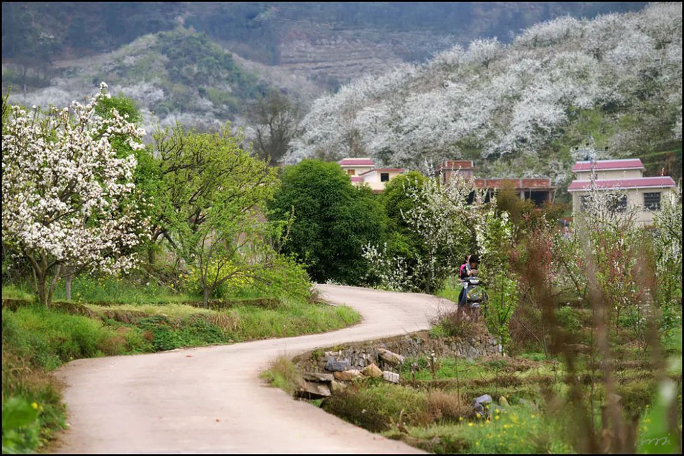 【春天,广西桂林灌阳县向您发出邀请!】我们在灌阳看梨花 - 游山玩水 - 甘南生活社区 - 甘南28生活网 gn.28life.com