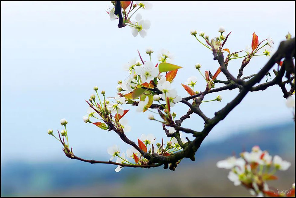 【春天,广西桂林灌阳县向您发出邀请!】我们在灌阳看梨花 - 游山玩水 - 甘南生活社区 - 甘南28生活网 gn.28life.com