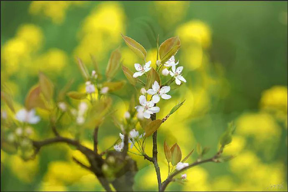 【春天,广西桂林灌阳县向您发出邀请!】我们在灌阳看梨花 - 游山玩水 - 甘南生活社区 - 甘南28生活网 gn.28life.com