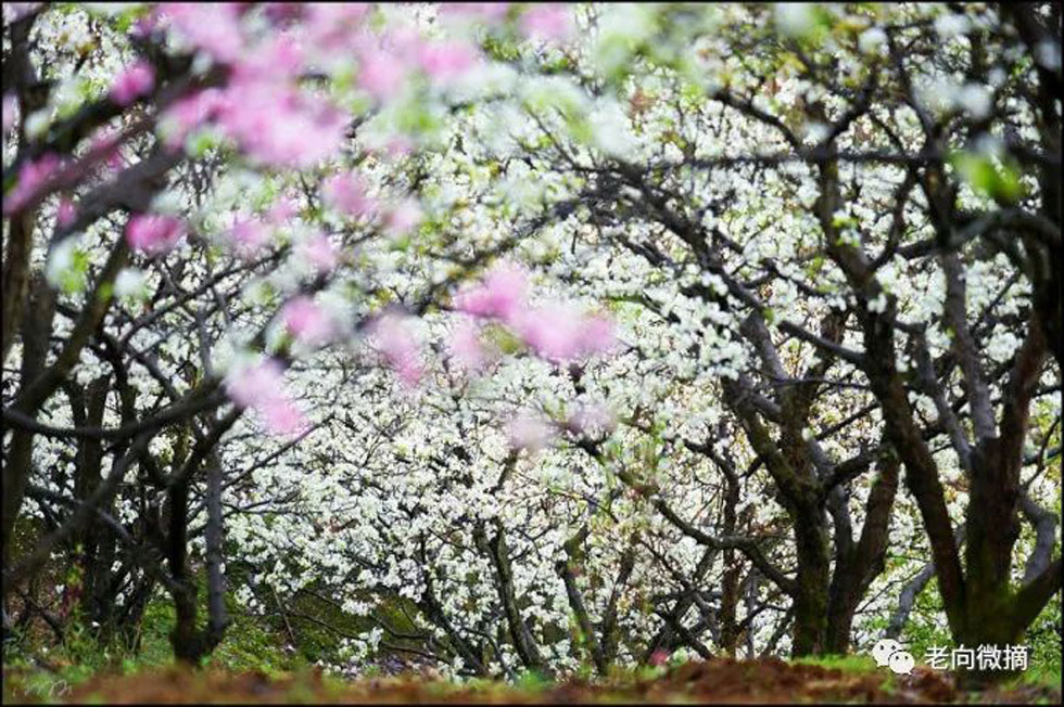【春天,广西桂林灌阳县向您发出邀请!】我们在灌阳看梨花 - 游山玩水 - 甘南生活社区 - 甘南28生活网 gn.28life.com