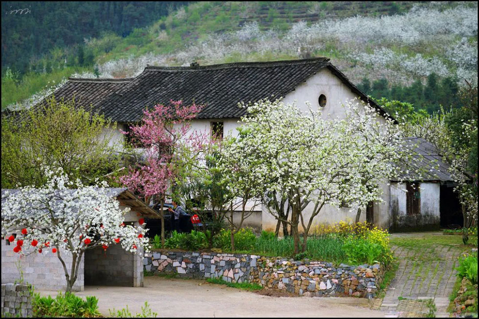 【春天,广西桂林灌阳县向您发出邀请!】我们在灌阳看梨花 - 游山玩水 - 甘南生活社区 - 甘南28生活网 gn.28life.com