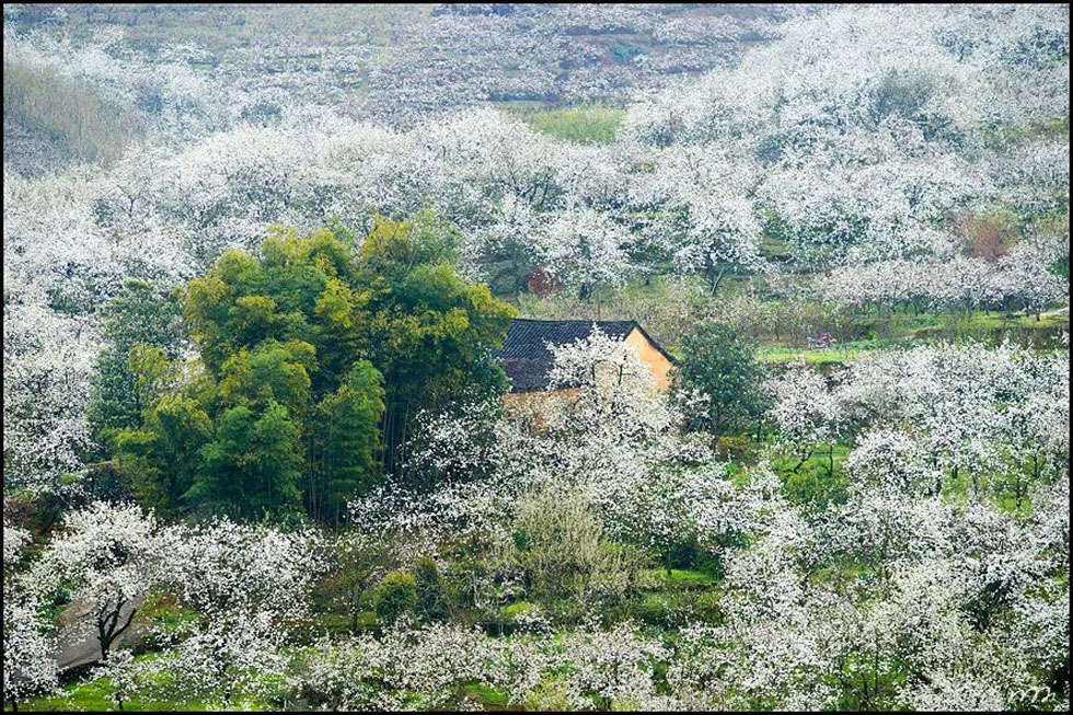【春天,广西桂林灌阳县向您发出邀请!】我们在灌阳看梨花 - 游山玩水 - 甘南生活社区 - 甘南28生活网 gn.28life.com