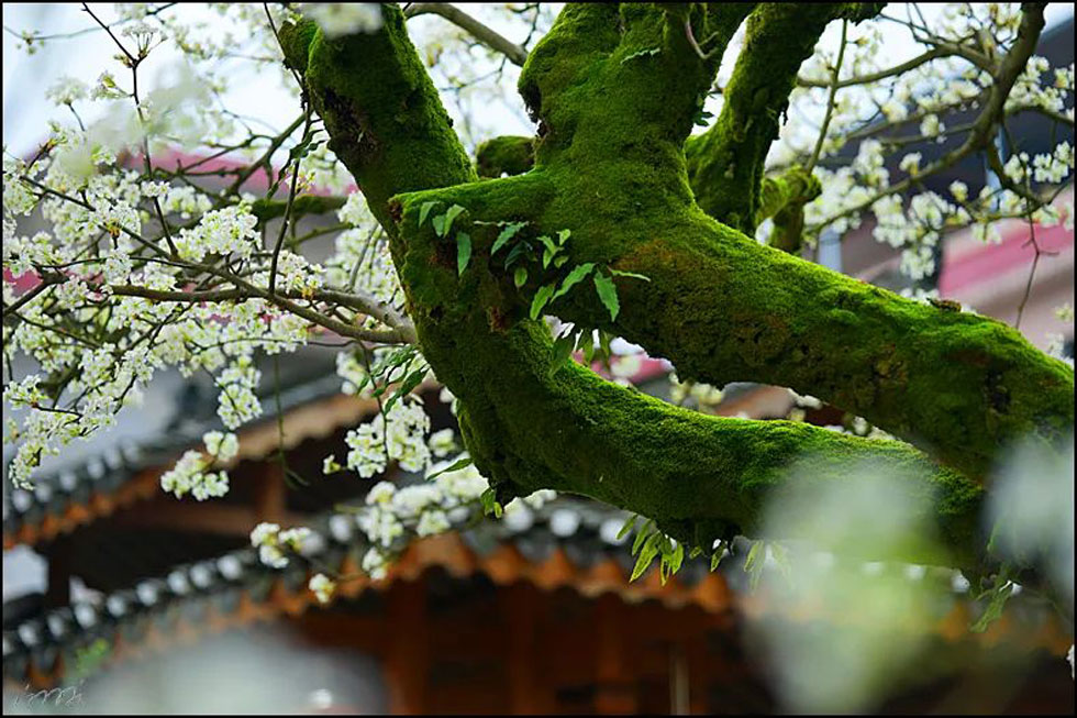 【春天,广西桂林灌阳县向您发出邀请!】我们在灌阳看梨花 - 游山玩水 - 甘南生活社区 - 甘南28生活网 gn.28life.com