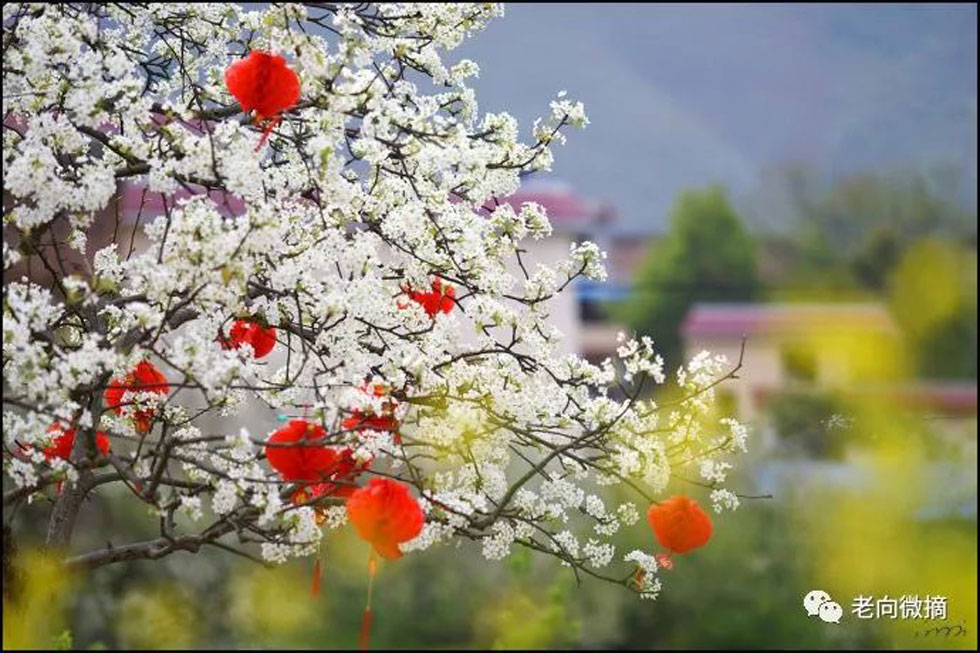 【春天,广西桂林灌阳县向您发出邀请!】我们在灌阳看梨花 - 游山玩水 - 甘南生活社区 - 甘南28生活网 gn.28life.com