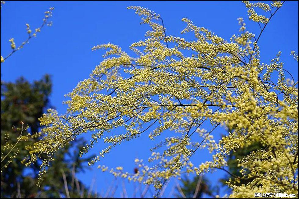 【春天,广西桂林灌阳县向您发出邀请!】米珠山前有片山苍子花在飘香 - 游山玩水 - 甘南生活社区 - 甘南28生活网 gn.28life.com