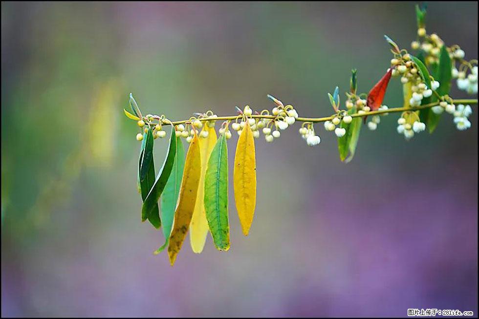 【春天,广西桂林灌阳县向您发出邀请!】米珠山前有片山苍子花在飘香 - 游山玩水 - 甘南生活社区 - 甘南28生活网 gn.28life.com