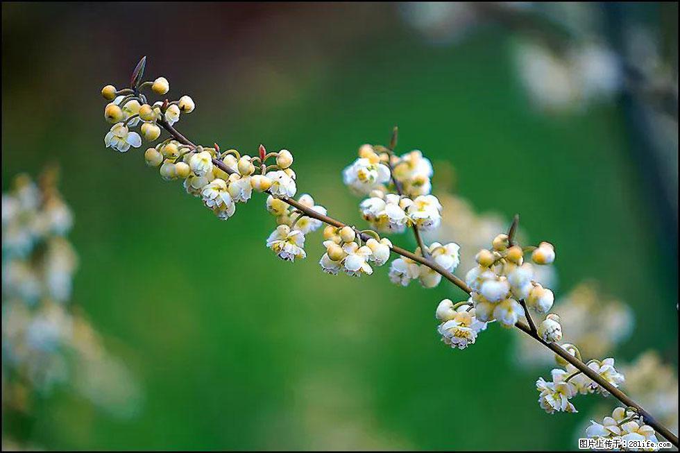 【春天,广西桂林灌阳县向您发出邀请!】米珠山前有片山苍子花在飘香 - 游山玩水 - 甘南生活社区 - 甘南28生活网 gn.28life.com
