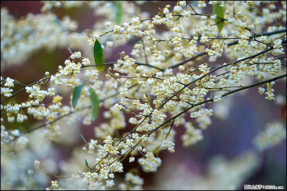 【春天,广西桂林灌阳县向您发出邀请!】米珠山前有片山苍子花在飘香 - 游山玩水 - 甘南生活社区 - 甘南28生活网 gn.28life.com