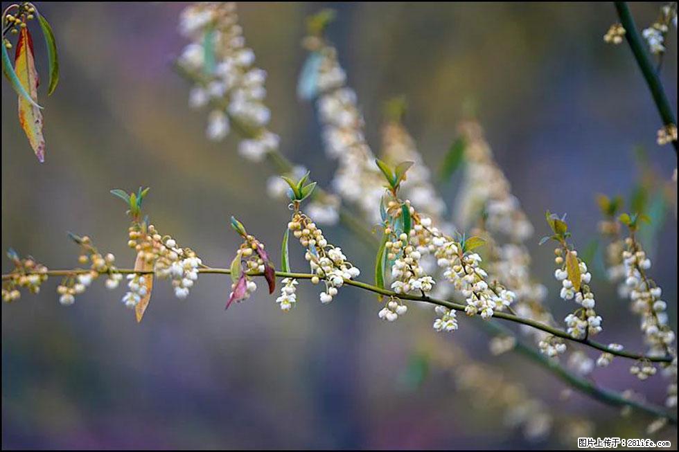 【春天,广西桂林灌阳县向您发出邀请!】米珠山前有片山苍子花在飘香 - 游山玩水 - 甘南生活社区 - 甘南28生活网 gn.28life.com