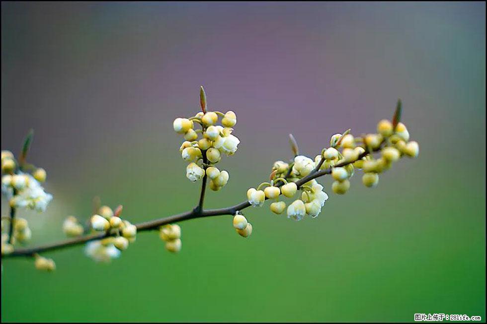 【春天,广西桂林灌阳县向您发出邀请!】米珠山前有片山苍子花在飘香 - 游山玩水 - 甘南生活社区 - 甘南28生活网 gn.28life.com