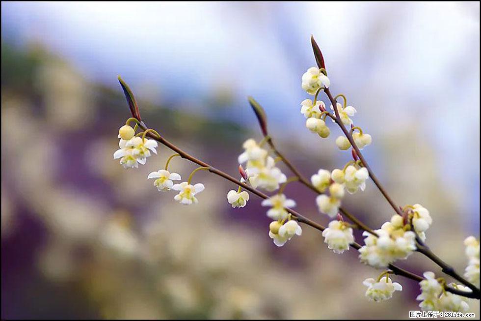 【春天,广西桂林灌阳县向您发出邀请!】米珠山前有片山苍子花在飘香 - 游山玩水 - 甘南生活社区 - 甘南28生活网 gn.28life.com