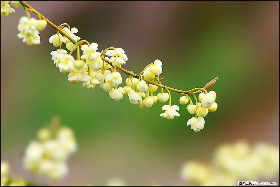 【春天,广西桂林灌阳县向您发出邀请!】米珠山前有片山苍子花在飘香 - 游山玩水 - 甘南生活社区 - 甘南28生活网 gn.28life.com