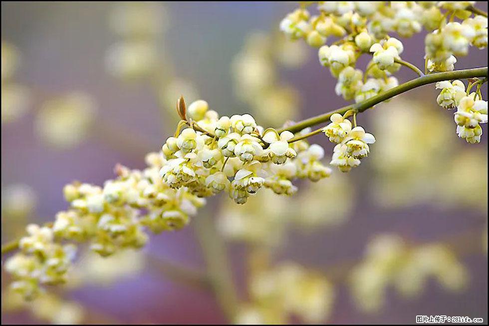 【春天,广西桂林灌阳县向您发出邀请!】米珠山前有片山苍子花在飘香 - 游山玩水 - 甘南生活社区 - 甘南28生活网 gn.28life.com