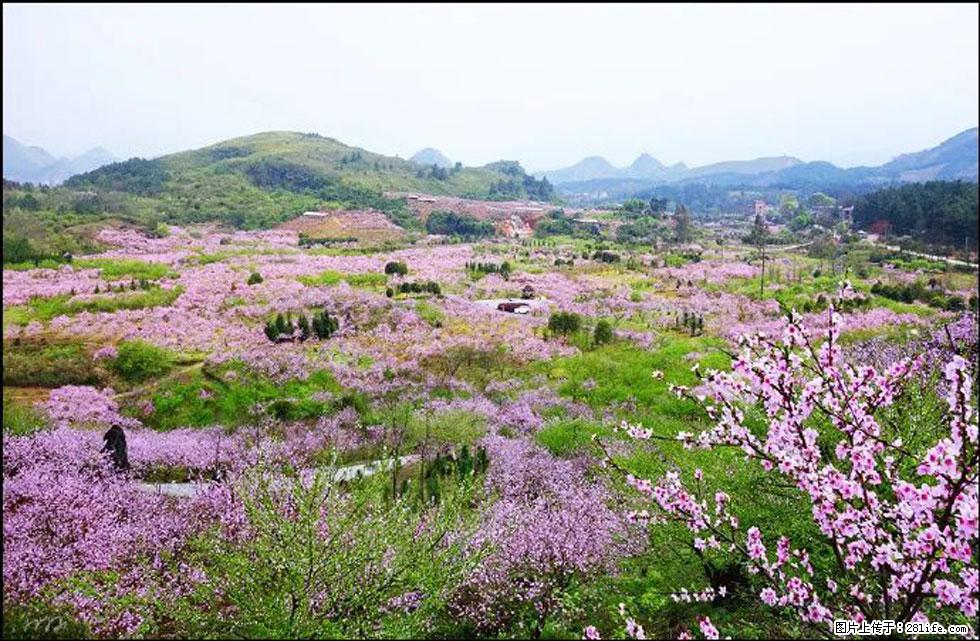 【春天,广西桂林灌阳县向您发出邀请!】官庄村有个醉美的桃花园 - 游山玩水 - 甘南生活社区 - 甘南28生活网 gn.28life.com