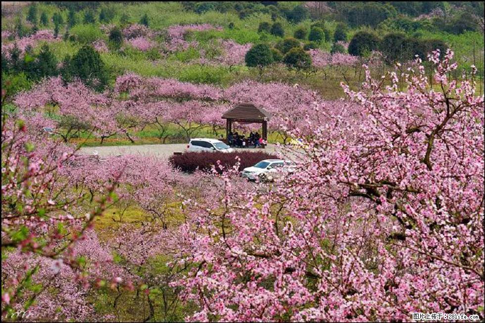 【春天,广西桂林灌阳县向您发出邀请!】官庄村有个醉美的桃花园 - 游山玩水 - 甘南生活社区 - 甘南28生活网 gn.28life.com