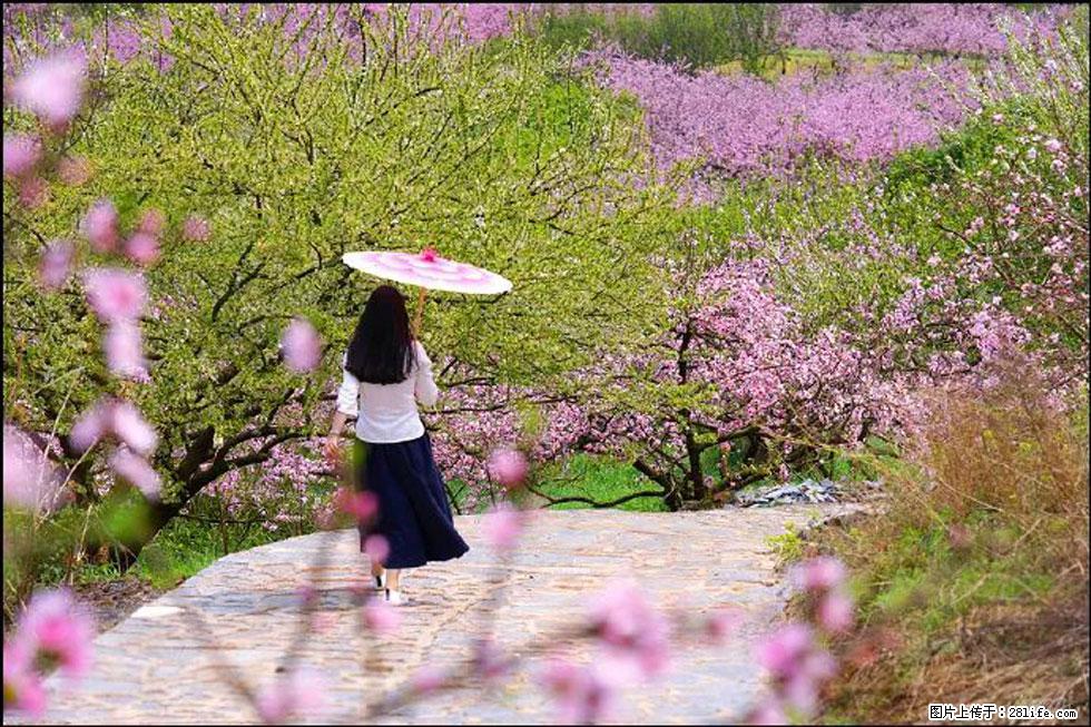 【春天,广西桂林灌阳县向您发出邀请!】官庄村有个醉美的桃花园 - 游山玩水 - 甘南生活社区 - 甘南28生活网 gn.28life.com