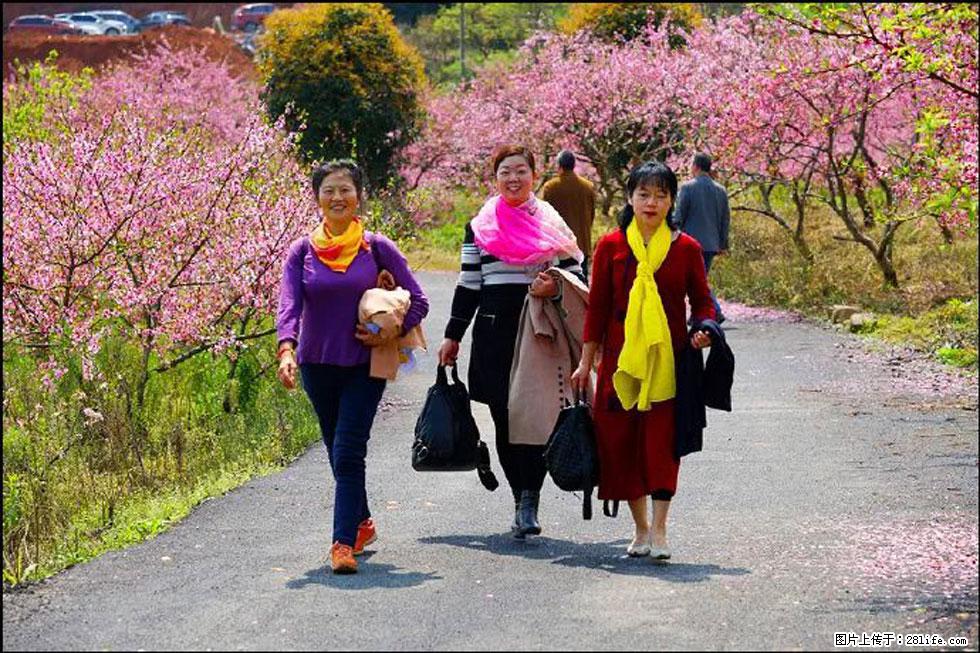 【春天,广西桂林灌阳县向您发出邀请!】官庄村有个醉美的桃花园 - 游山玩水 - 甘南生活社区 - 甘南28生活网 gn.28life.com