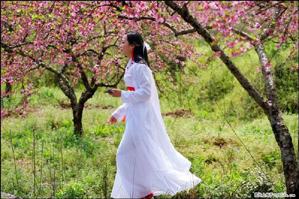 【春天,广西桂林灌阳县向您发出邀请!】官庄村有个醉美的桃花园 - 游山玩水 - 甘南生活社区 - 甘南28生活网 gn.28life.com