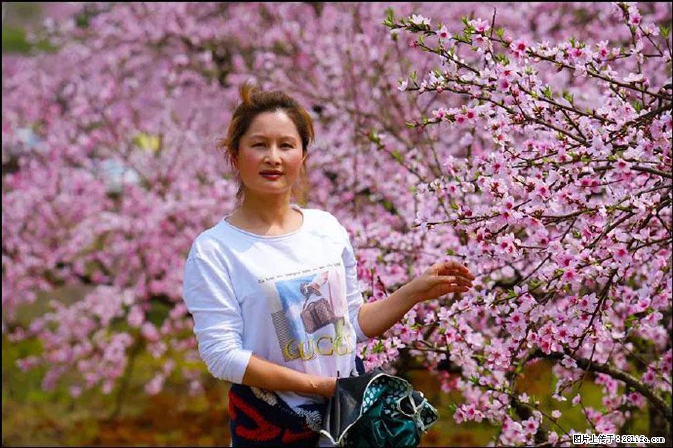 【春天,广西桂林灌阳县向您发出邀请!】官庄村有个醉美的桃花园 - 游山玩水 - 甘南生活社区 - 甘南28生活网 gn.28life.com