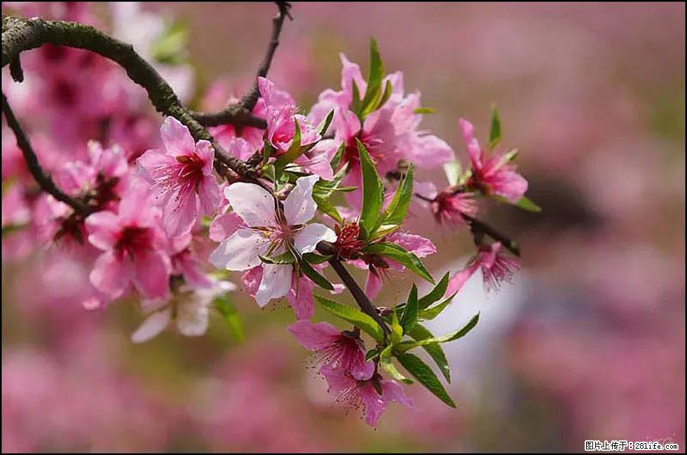 【春天,广西桂林灌阳县向您发出邀请!】官庄村有个醉美的桃花园 - 游山玩水 - 甘南生活社区 - 甘南28生活网 gn.28life.com