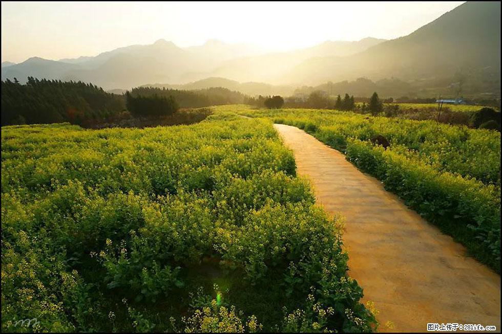 【春天,广西桂林灌阳县向您发出邀请!】长坪村油菜盛情花开 - 游山玩水 - 甘南生活社区 - 甘南28生活网 gn.28life.com