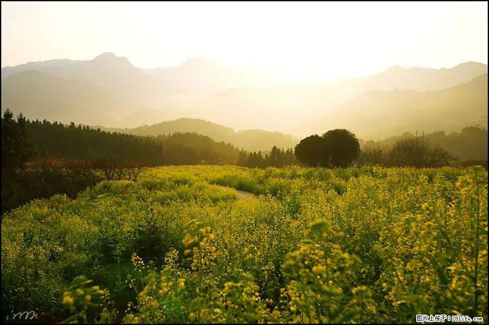 【春天,广西桂林灌阳县向您发出邀请!】长坪村油菜盛情花开 - 游山玩水 - 甘南生活社区 - 甘南28生活网 gn.28life.com