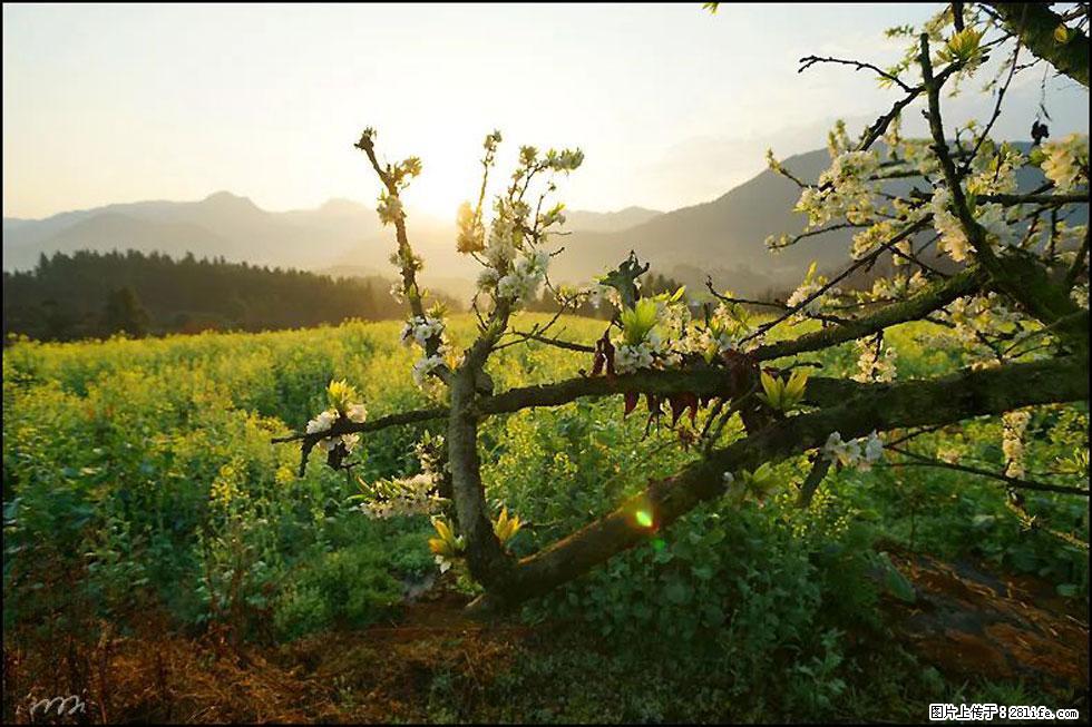 【春天,广西桂林灌阳县向您发出邀请!】长坪村油菜盛情花开 - 游山玩水 - 甘南生活社区 - 甘南28生活网 gn.28life.com