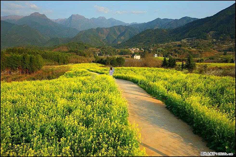 【春天,广西桂林灌阳县向您发出邀请!】长坪村油菜盛情花开 - 游山玩水 - 甘南生活社区 - 甘南28生活网 gn.28life.com