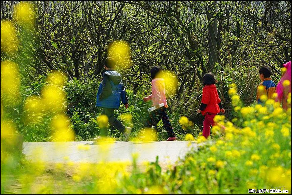 【春天,广西桂林灌阳县向您发出邀请!】长坪村油菜盛情花开 - 游山玩水 - 甘南生活社区 - 甘南28生活网 gn.28life.com