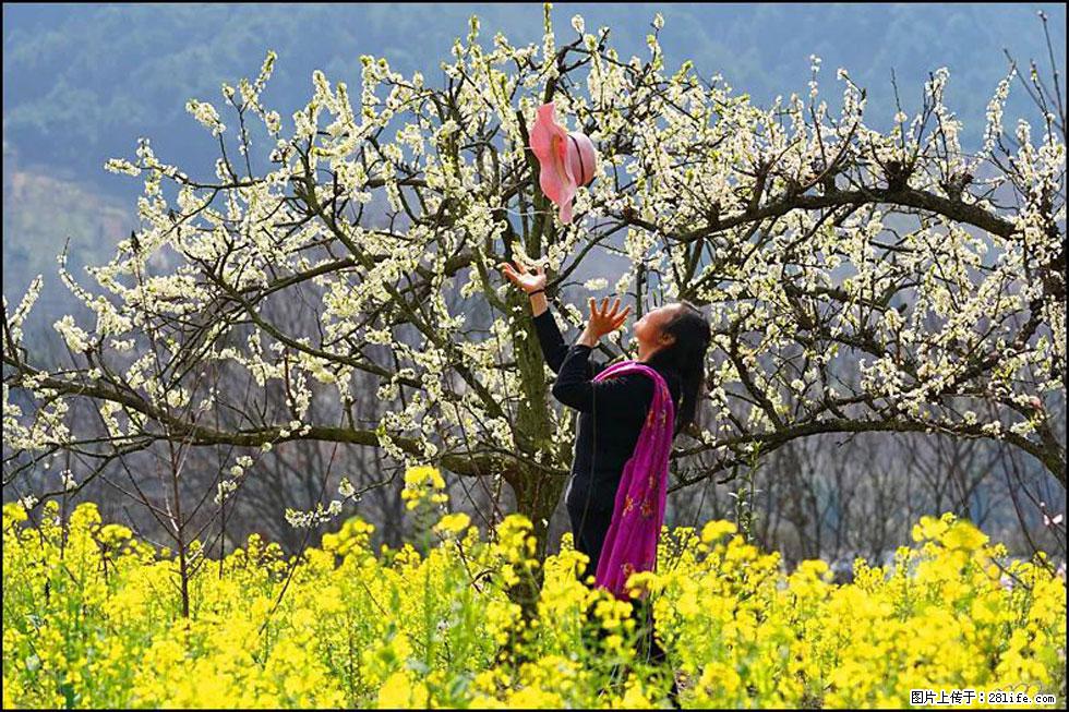 【春天,广西桂林灌阳县向您发出邀请!】长坪村油菜盛情花开 - 游山玩水 - 甘南生活社区 - 甘南28生活网 gn.28life.com