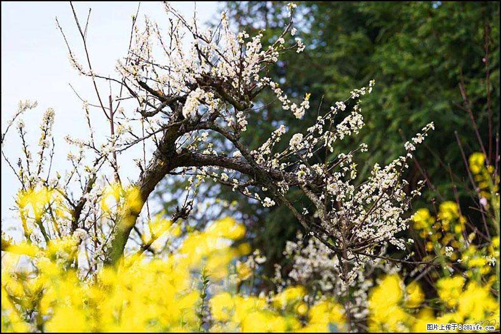 【春天,广西桂林灌阳县向您发出邀请!】长坪村油菜盛情花开 - 游山玩水 - 甘南生活社区 - 甘南28生活网 gn.28life.com
