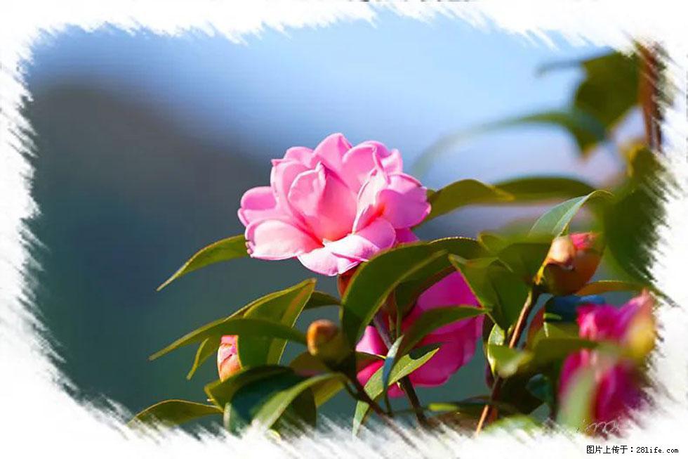 【春天,广西桂林灌阳县向您发出邀请!】杨柳井茶花惹人爱 - 游山玩水 - 甘南生活社区 - 甘南28生活网 gn.28life.com