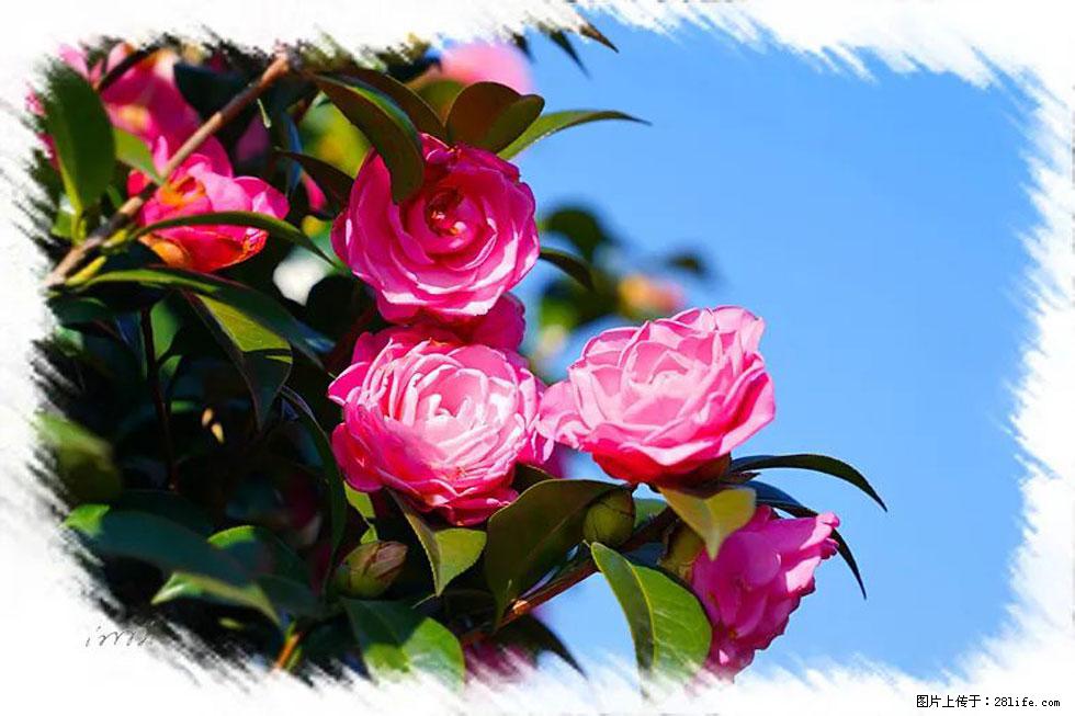 【春天,广西桂林灌阳县向您发出邀请!】杨柳井茶花惹人爱 - 游山玩水 - 甘南生活社区 - 甘南28生活网 gn.28life.com