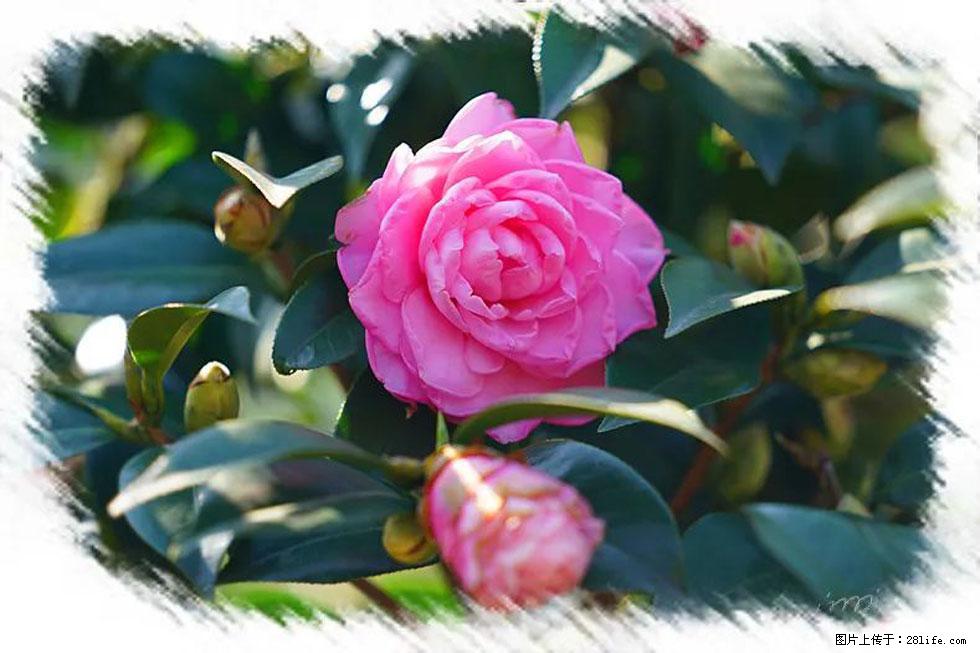 【春天,广西桂林灌阳县向您发出邀请!】杨柳井茶花惹人爱 - 游山玩水 - 甘南生活社区 - 甘南28生活网 gn.28life.com