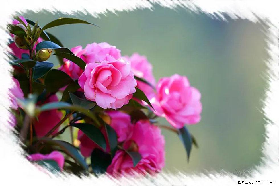 【春天,广西桂林灌阳县向您发出邀请!】杨柳井茶花惹人爱 - 游山玩水 - 甘南生活社区 - 甘南28生活网 gn.28life.com