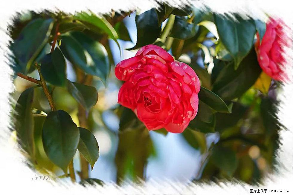 【春天,广西桂林灌阳县向您发出邀请!】杨柳井茶花惹人爱 - 游山玩水 - 甘南生活社区 - 甘南28生活网 gn.28life.com