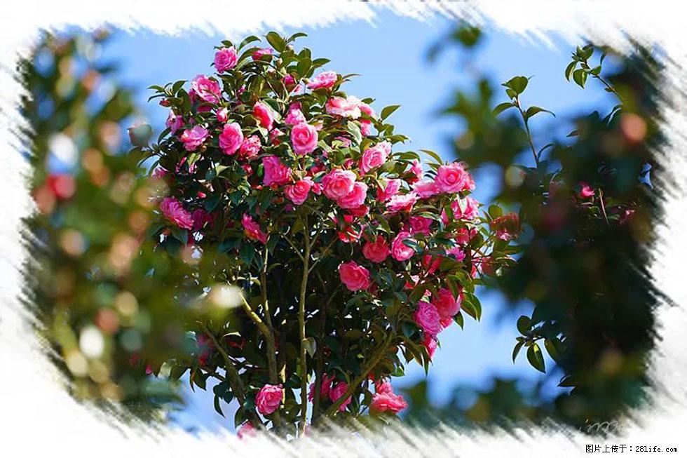 【春天,广西桂林灌阳县向您发出邀请!】杨柳井茶花惹人爱 - 游山玩水 - 甘南生活社区 - 甘南28生活网 gn.28life.com