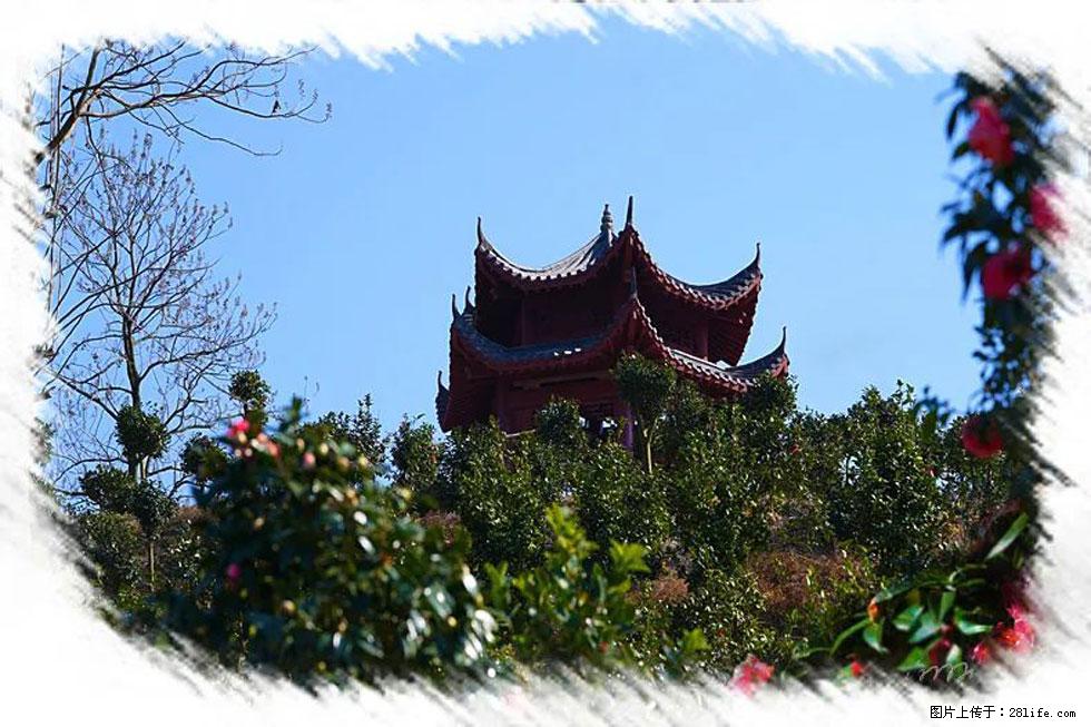 【春天,广西桂林灌阳县向您发出邀请!】杨柳井茶花惹人爱 - 游山玩水 - 甘南生活社区 - 甘南28生活网 gn.28life.com