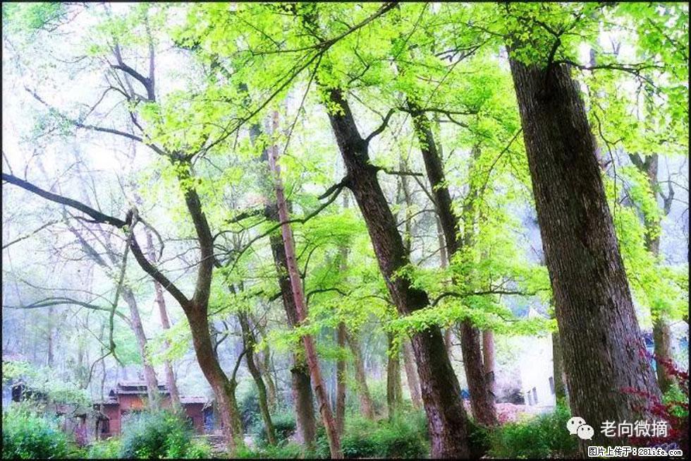 【春天,广西桂林灌阳县向您发出邀请!】在小龙村与春天约会 - 游山玩水 - 甘南生活社区 - 甘南28生活网 gn.28life.com