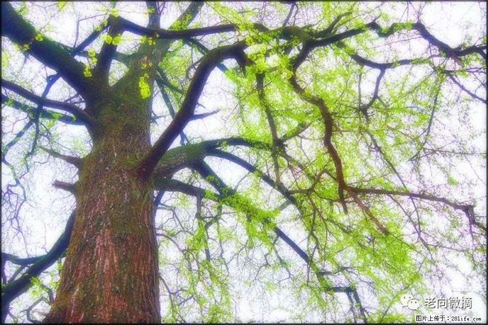 【春天,广西桂林灌阳县向您发出邀请!】在小龙村与春天约会 - 游山玩水 - 甘南生活社区 - 甘南28生活网 gn.28life.com