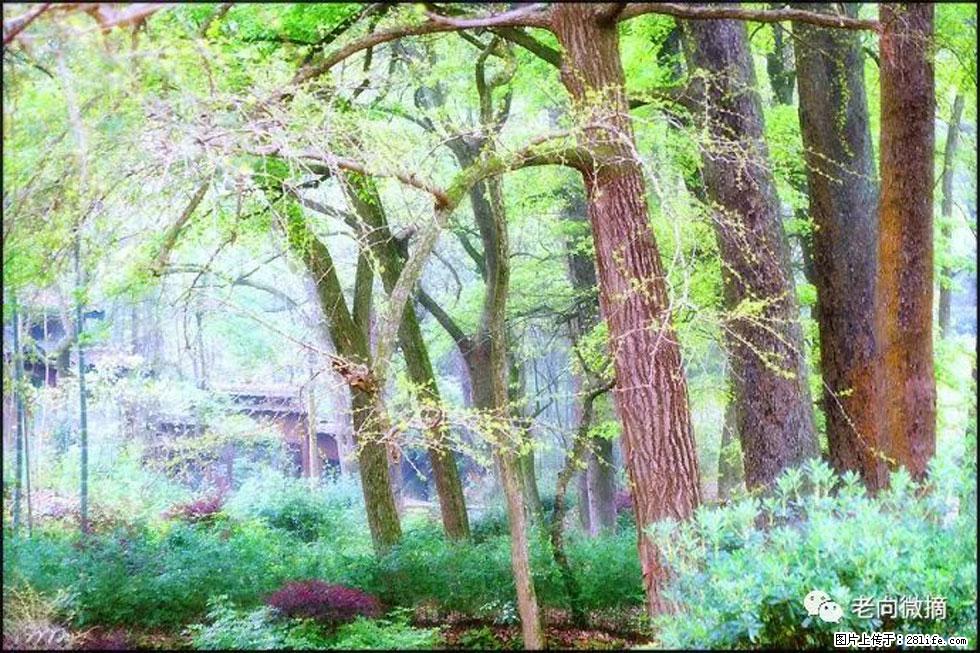 【春天,广西桂林灌阳县向您发出邀请!】在小龙村与春天约会 - 游山玩水 - 甘南生活社区 - 甘南28生活网 gn.28life.com