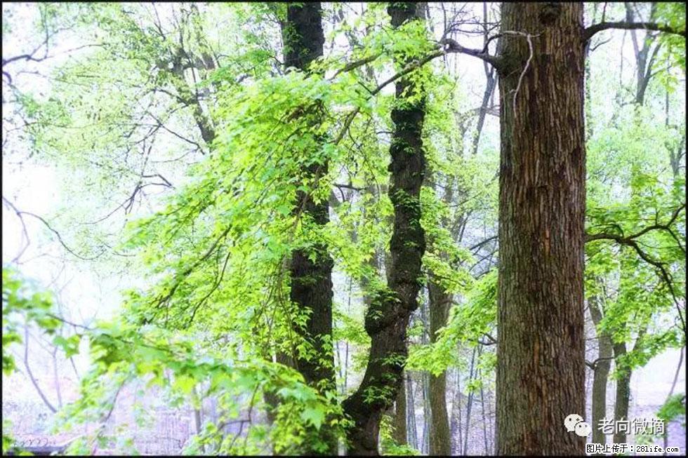 【春天,广西桂林灌阳县向您发出邀请!】在小龙村与春天约会 - 游山玩水 - 甘南生活社区 - 甘南28生活网 gn.28life.com