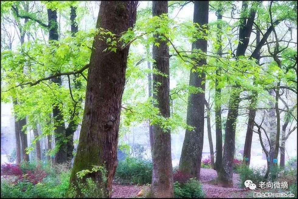 【春天,广西桂林灌阳县向您发出邀请!】在小龙村与春天约会 - 游山玩水 - 甘南生活社区 - 甘南28生活网 gn.28life.com