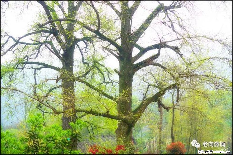 【春天,广西桂林灌阳县向您发出邀请!】在小龙村与春天约会 - 游山玩水 - 甘南生活社区 - 甘南28生活网 gn.28life.com