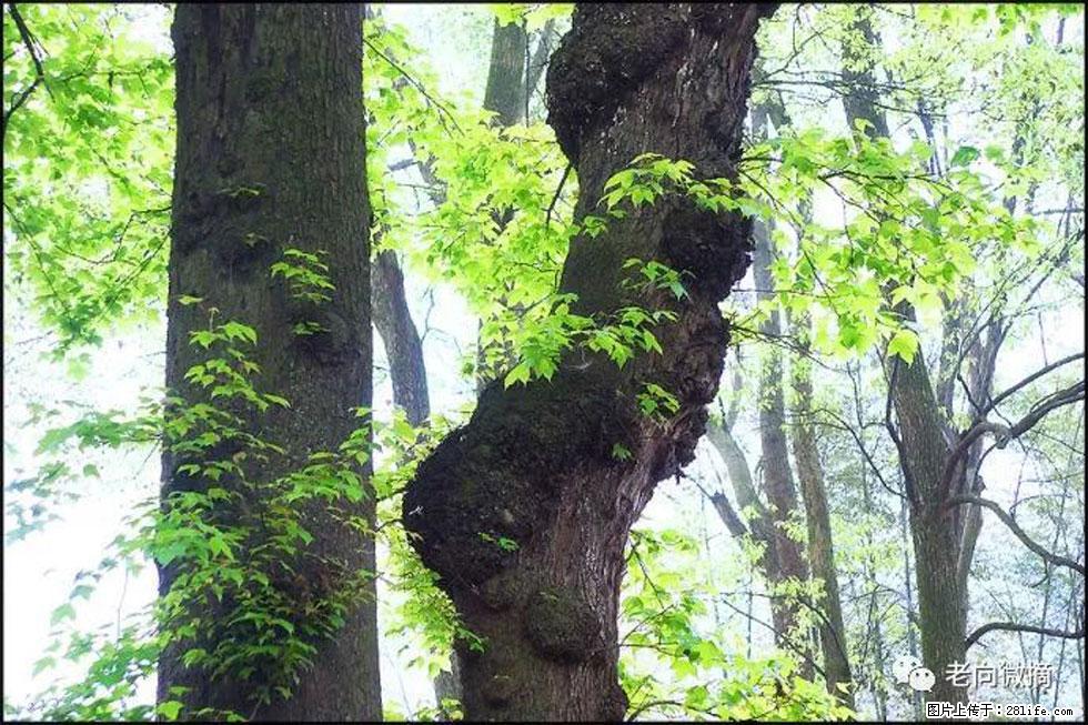 【春天,广西桂林灌阳县向您发出邀请!】在小龙村与春天约会 - 游山玩水 - 甘南生活社区 - 甘南28生活网 gn.28life.com