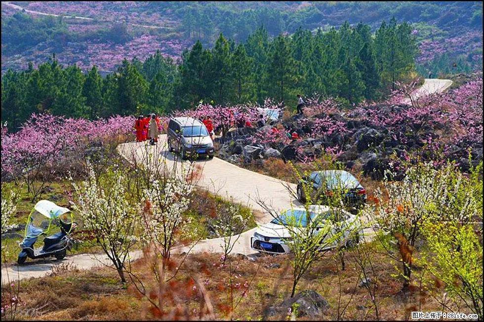 【春天,广西桂林灌阳县向您发出邀请!】望月岭上桃花开 - 游山玩水 - 甘南生活社区 - 甘南28生活网 gn.28life.com