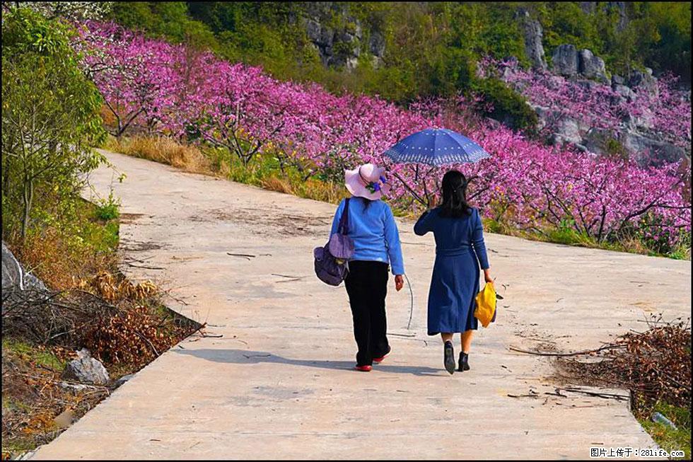 【春天,广西桂林灌阳县向您发出邀请!】望月岭上桃花开 - 游山玩水 - 甘南生活社区 - 甘南28生活网 gn.28life.com