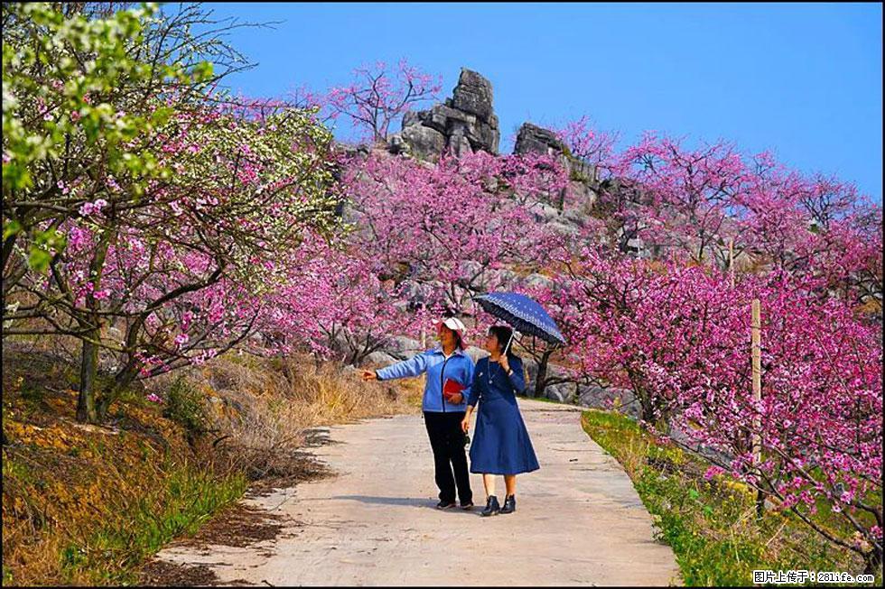【春天,广西桂林灌阳县向您发出邀请!】望月岭上桃花开 - 游山玩水 - 甘南生活社区 - 甘南28生活网 gn.28life.com