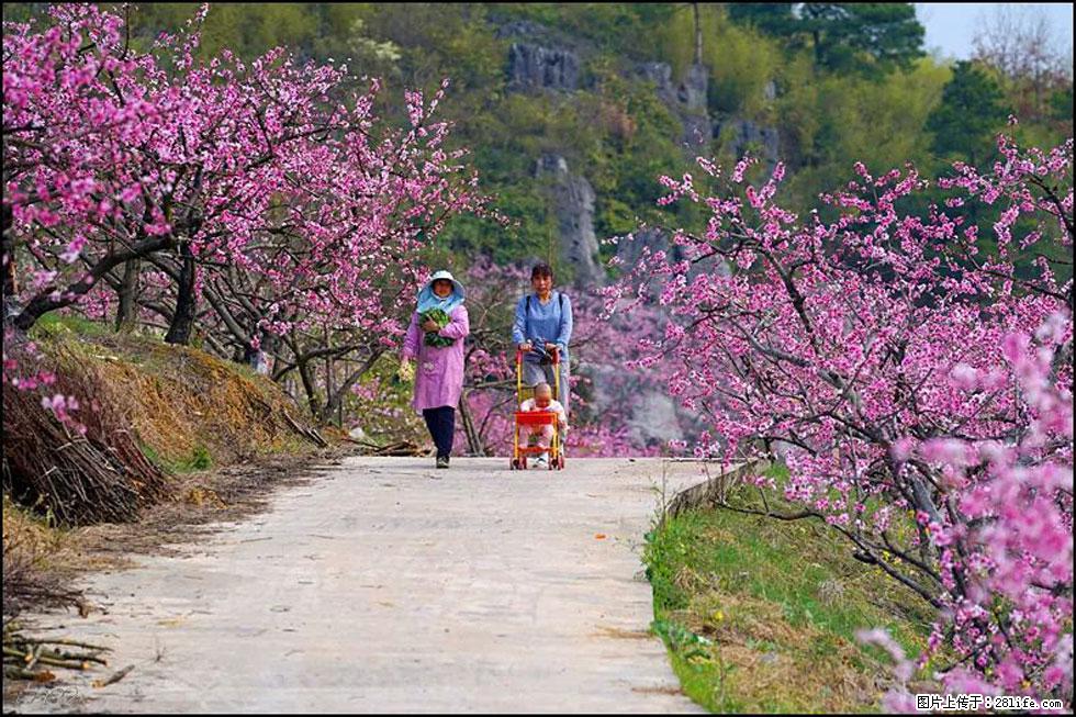 【春天,广西桂林灌阳县向您发出邀请!】望月岭上桃花开 - 游山玩水 - 甘南生活社区 - 甘南28生活网 gn.28life.com