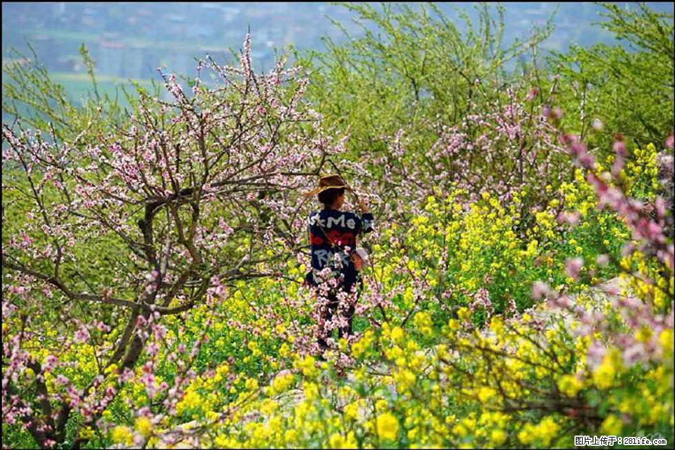 【春天,广西桂林灌阳县向您发出邀请!】望月岭上桃花开 - 游山玩水 - 甘南生活社区 - 甘南28生活网 gn.28life.com